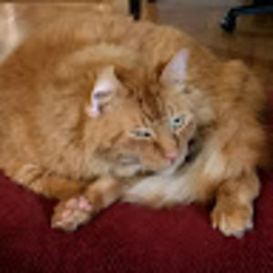 Meet your Posher, Rc